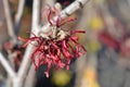 Witch Hazel Diane Royalty Free Stock Photo